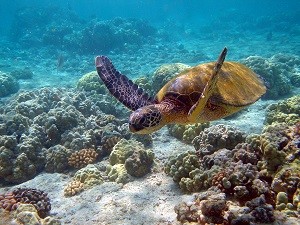 Hawaii_turtle_2