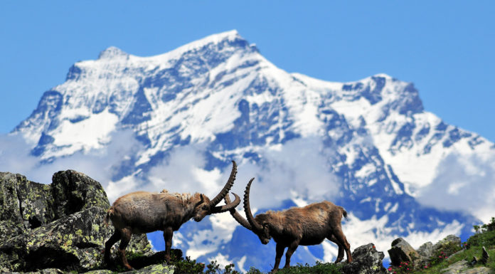 Parco Nazionale del Gran Paradiso: cento anno in difesa della natura