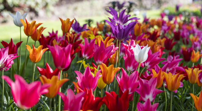 I Giardini di Castel Trauttmansdorff