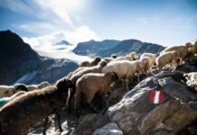 Val Senales. La tradizione millenaria della transumanza