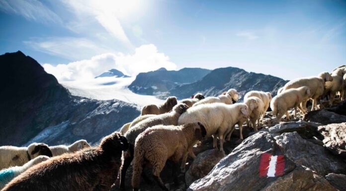 Val Senales. La tradizione millenaria della transumanza