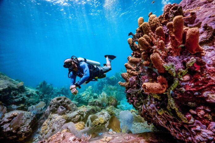 Saint-Lucia-Scuba-PADI-Diver-Over-Corals-8