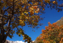 Monte Rosa in autunno, un tripudio di colori